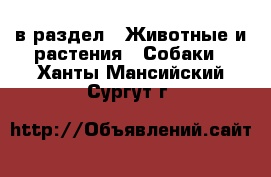  в раздел : Животные и растения » Собаки . Ханты-Мансийский,Сургут г.